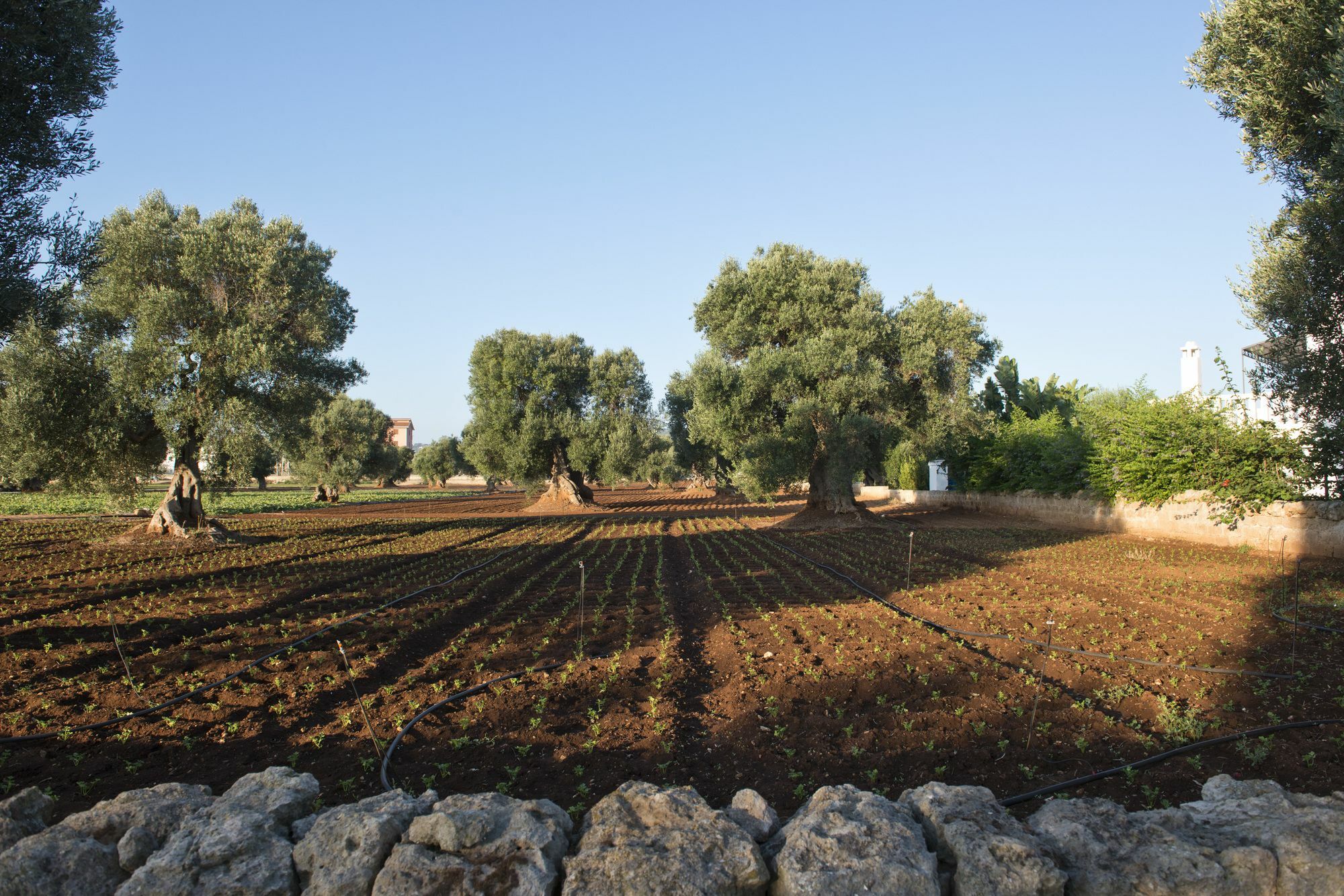 سافيلّيتري Masseria Don Luigi-Luxury Farmhouse المظهر الخارجي الصورة
